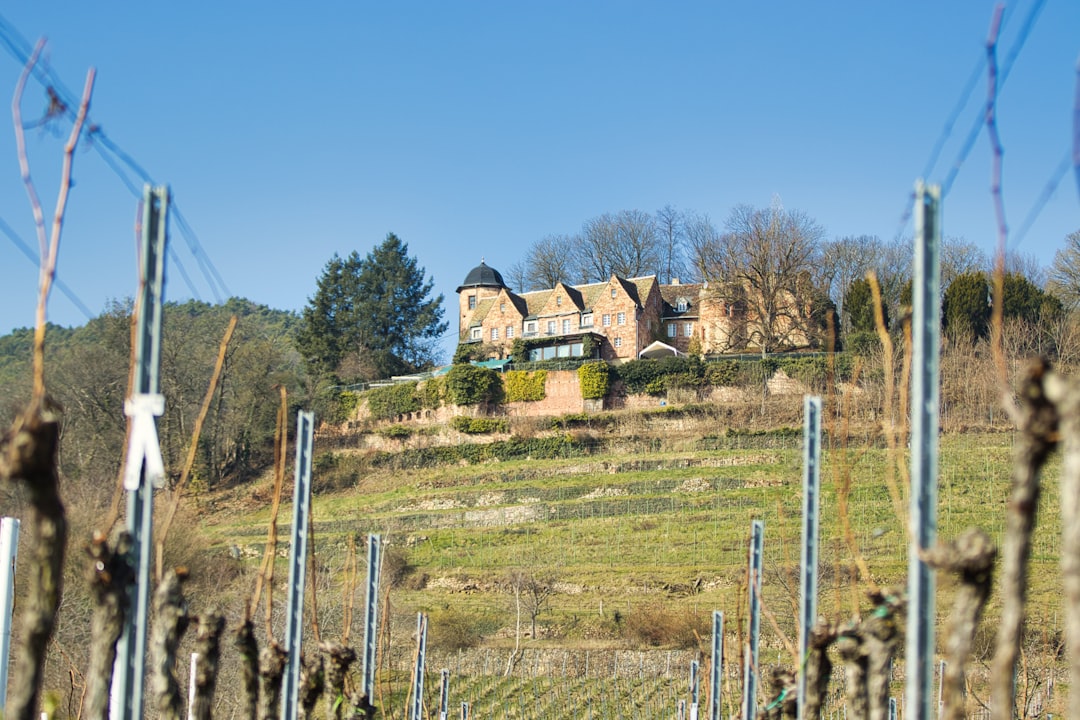 German castle and vineyard illustrating a historic territorial landscape