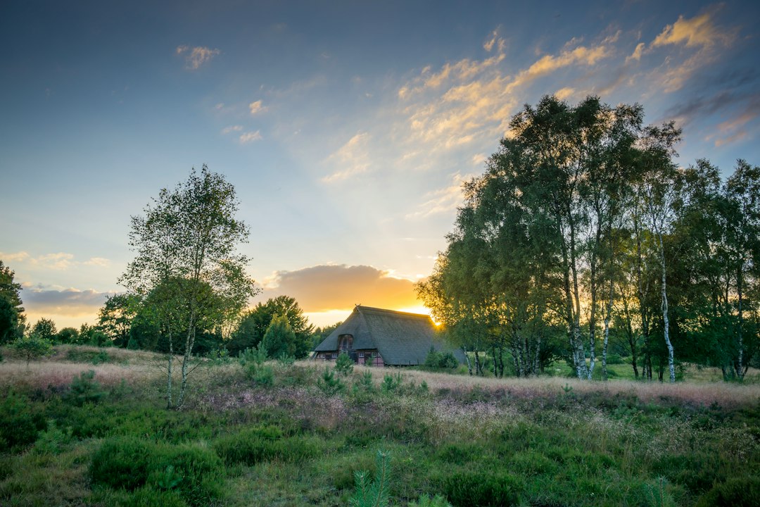 Lueneburg Heath landscape in Lower Saxony, Germany